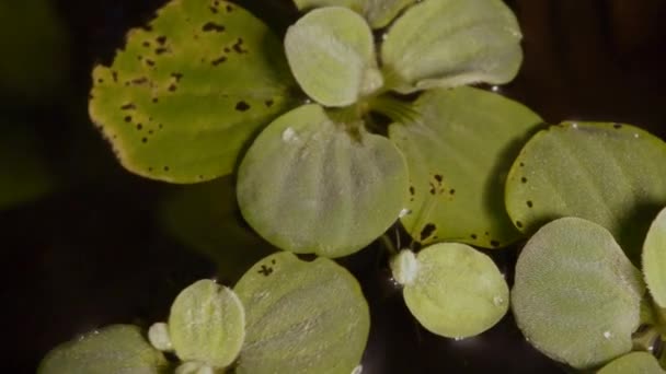 Dwarf Water Lettuce Aquarium Floating Water Plants Roots — Stock Video