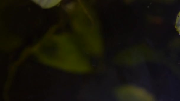 Dwarf Water Lettuce Aquarium Floating Water Plants Roots — Wideo stockowe