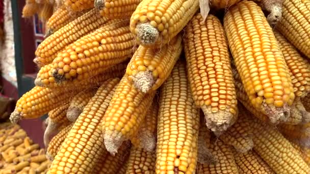 农耕黄玉米捆成捆展出 — 图库视频影像