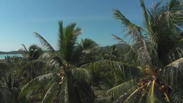 Panorama View Palm Trees Plantation Mountains Blue Sky Background — стоковое видео