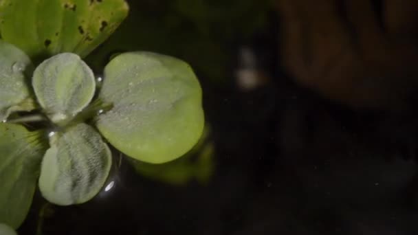 Dwarf Water Lettuce Aquarium Floating Water Plants Roots — Wideo stockowe