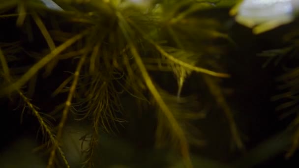 Dwarf Water Lettuce Aquarium Floating Water Plants Roots — стоковое видео