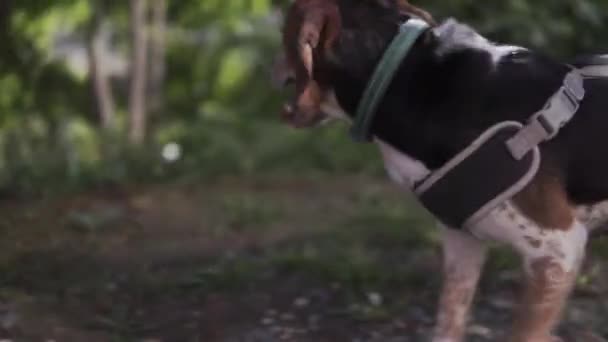 Beagle Dog Walking Wooded Trail Summer — Vídeo de Stock