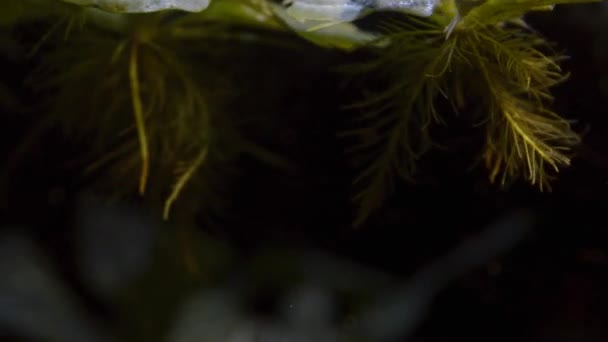 Dwarf Water Lettuce Aquarium Floating Water Plants Roots — стоковое видео