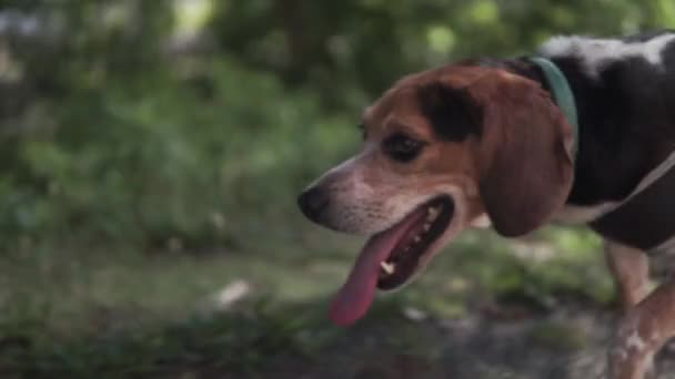 Beagle Dog Close Walking Wooded Trail Summer Slowmo — 图库视频影像