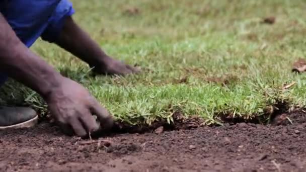 Gardener Africa Placing Fresh Instant Soil Ground — стоковое видео