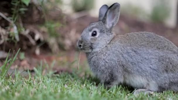 Pet Rabbit Feeding Lawn — Stock videók