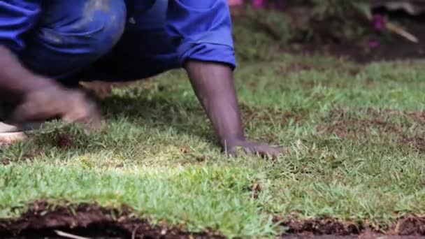 Puutarhuri Afrikassa Tehdyn Instant Nurmikko Ottaa Sen Käyttöön — kuvapankkivideo