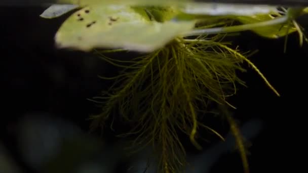 Dwarf Water Lettuce Aquarium Floating Water Plants Roots — Vídeos de Stock