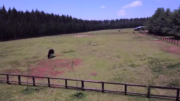 Flight Horse Farm South Africa — Vídeos de Stock