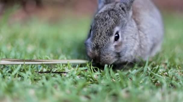 Pet Rabbit Feeding Green Lawn Close — Vídeo de stock
