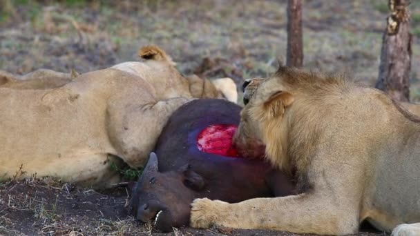 Pýcha Lvů Živících Mladým Africkým Buvolím Mládětem Odkrytým Hrudním Košem — Stock video