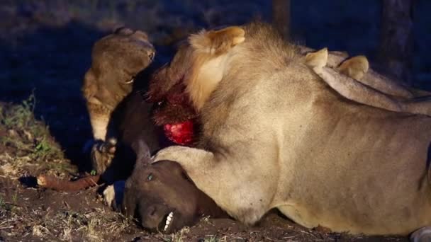 Pride Lions Feeding Young African Buffalo Kill Dusk Iluminated Spot — Vídeo de Stock