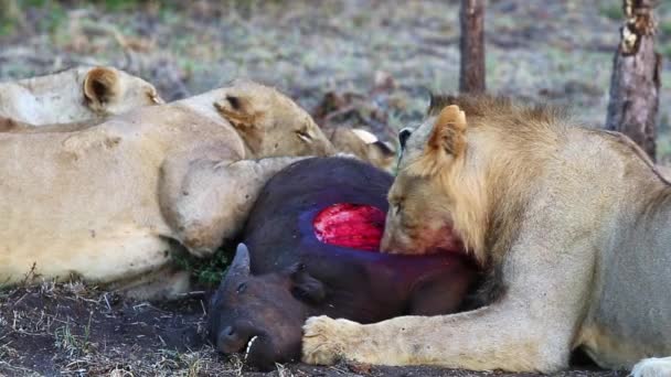 Pýcha Lvů Živících Mladým Africkým Buvolím Mládětem Odkrytým Hrudním Košem — Stock video