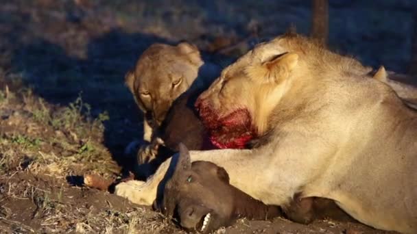 Pride Lions Feeding Young African Buffalo Kill Dusk Iluminated Spot — 图库视频影像