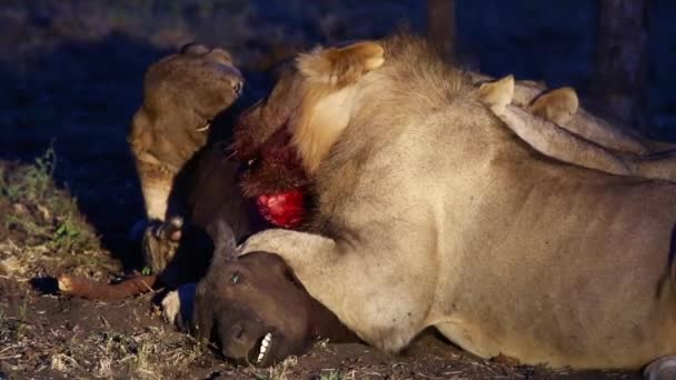 Pride Lions Feeding Young African Buffalo Kill Dusk Iluminated Spot — 비디오