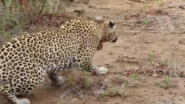 Collard Male Leopard Attempts Hunt Warthog Waiting Patiently Animal Appear — Vídeos de Stock