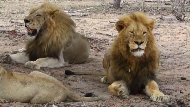 Two Pride Male Lions Holds Heads Keep Watchful Eye Any — Stockvideo