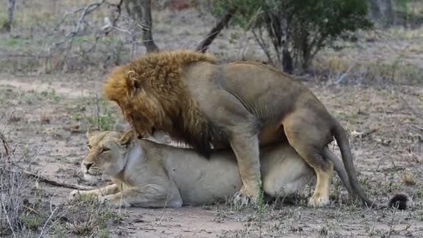 Mating Lions Wild Showing Extreme Aggression Copulation Complete — Stockvideo
