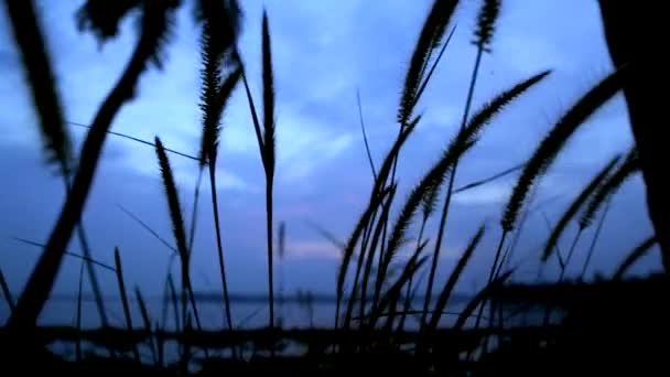 Grass Silhouette Swaying Breeze Sunset Steady Shoat — Wideo stockowe