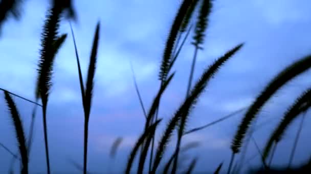 Grass Swaying Light Breeze Sunset — Wideo stockowe