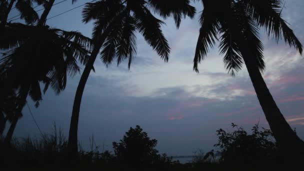 Silhouette Coconut Trees Facing Blue Sky Steady Shot — Stock Video