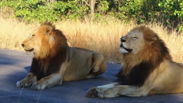 Coalition Nomadic Male Lions Lay Together Tar Road Keeping Attentive — Vídeo de Stock
