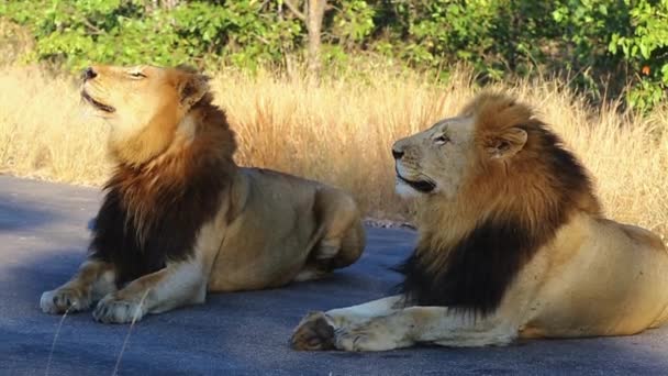 Coalition Nomadic Dark Maned Male Lions Lay Together Tar Road — Stockvideo