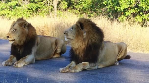 Two Adult Nomadic Male Lions Rests Together Tar Road Wild — Wideo stockowe