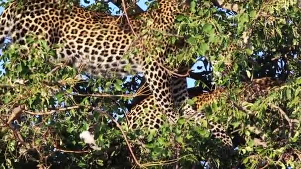 Молодой Леопард Убийством Спрятанным Небольшом Дереве Мароэла Ухаживает Своим Братом — стоковое видео