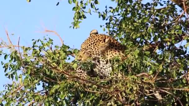 Young Male Leopard Grooms Himself Small Maroela Tree Lush Green — Vídeo de stock