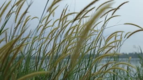 Grass Spikelets Wild Plant Swaying Breeze Sliding Camera Movement — стоковое видео