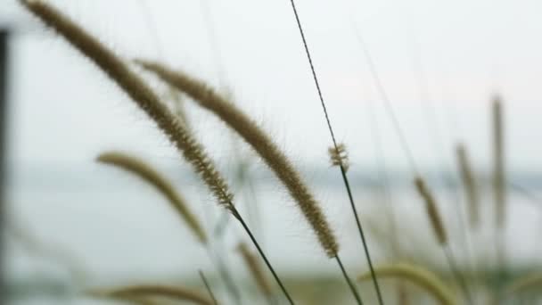 Grass Spikelets Wild Plant Swaying Breeze Steadi Shot — 图库视频影像