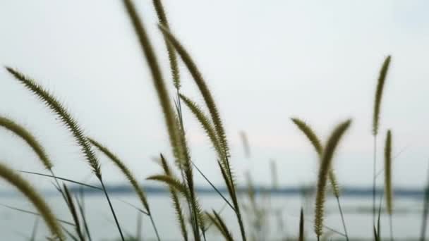 Grass Spikelets Wild Plant Swaying Breeze Steadi Shot — Vídeo de Stock