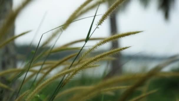 Grass Spikelets Wild Plant Swaying Breeze Steadi Shot — Stok video