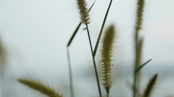 Grass Spikelets Wild Plant Swaying Breeze Steadi Shot — стоковое видео