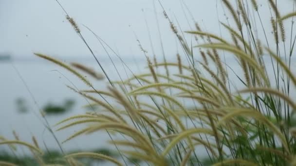 Wild Plants Swaying Bresse Random Camera Movements — Stockvideo