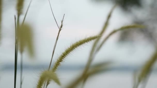 Grass Spikelets Wild Plant Swaying Breeze Steadi Shot Focus Shift — Stock Video