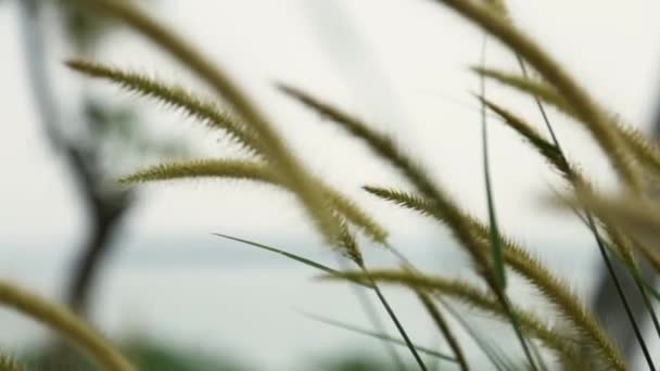 Gras Spikeletten Wilde Plant Zwaaiend Wind Steadi Schot — Stockvideo