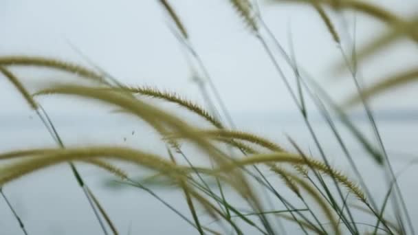 Grass Spikelets Wild Plant Swaying Breeze Steadi Shot Focus Shift — Stockvideo