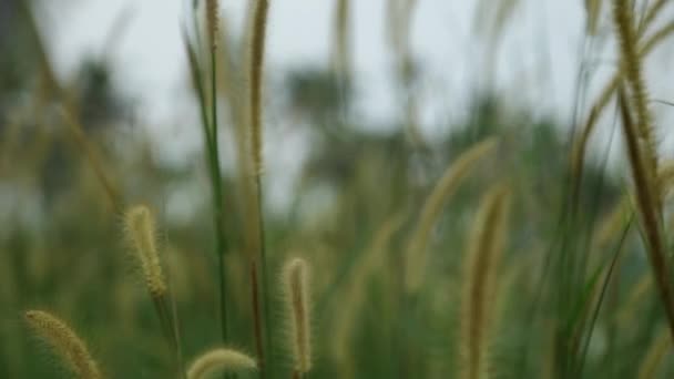 Gras Spikeletten Wilde Plant Zwaaiend Wind Willekeurige Camerabewegingen — Stockvideo