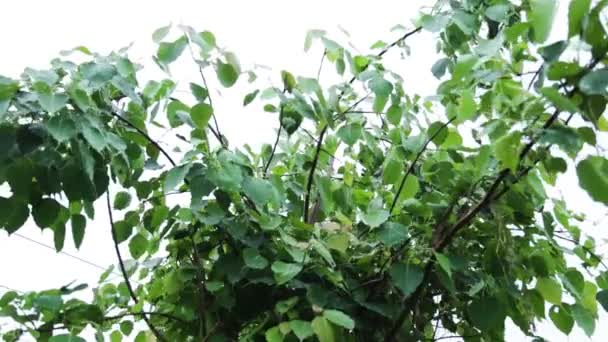 Water Drops Ficus Religiosa Morning — Stockvideo