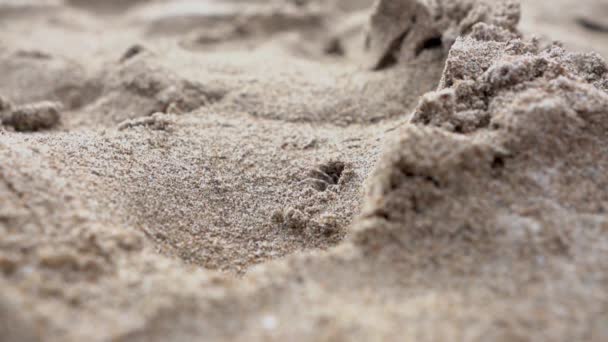 Crab Throwing Sand Entering Hole — Vídeo de Stock