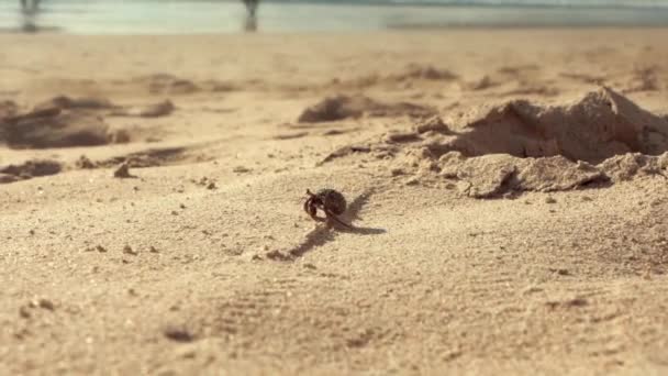 Small Crab Walking Beach Slow Motion — Stok Video