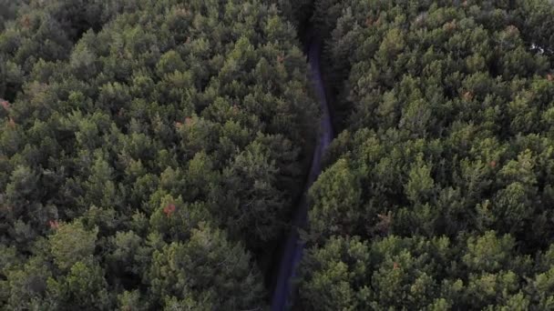 Drone Flight Coniferous Forest Road — Αρχείο Βίντεο