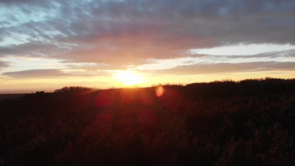 Drone Flight Coniferous Forest Sunset — Stok video