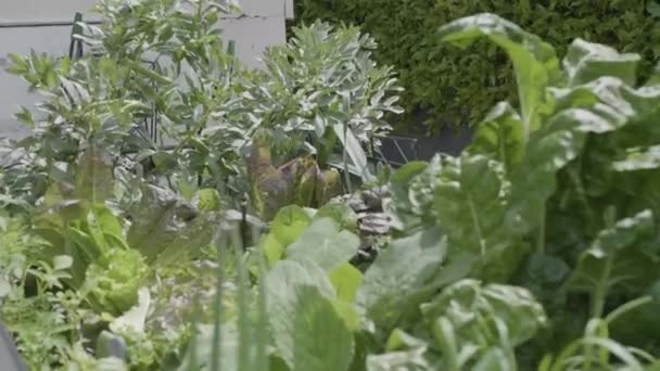 Wide Shot Little House Vegetable Garden — Stock Video