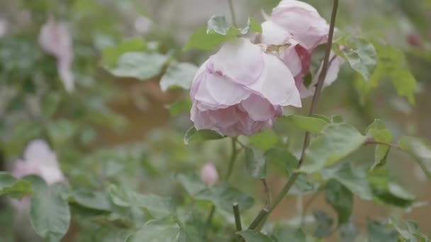 Closeup Two Pink Roses Garden — Stockvideo