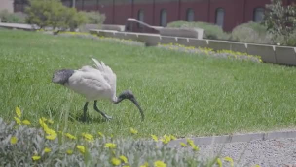 Shot Australian White Ibis Bird Looking Food Grass Sunny Day — ストック動画