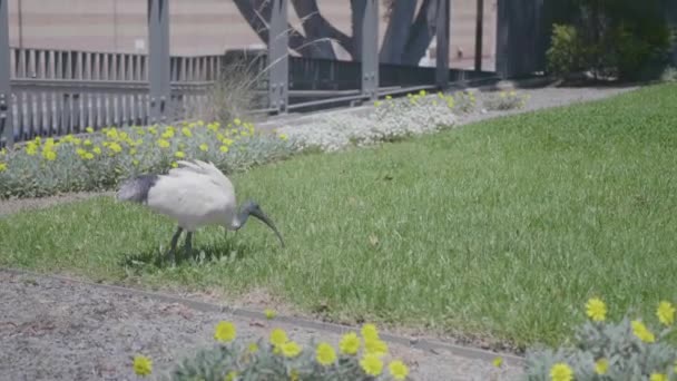 Shot Threskiornis Molucca Australian White Ibis Bird Park — Vídeo de Stock
